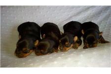 Teacup yorkie PUPPIES for sale image 2