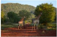 Safari Camps South Africa image 6