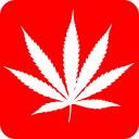 Cannabis Network News logo