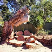 Tree felling Pretoria, Tree cutting centurion image 1