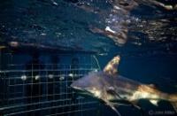 Shark Bookings - Shark Cage Diving in South Africa image 2