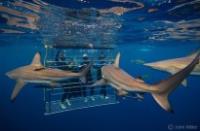 Shark Bookings - Shark Cage Diving in South Africa image 3