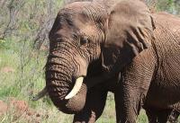 Kruger Wildlife Safaris image 1