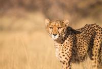 Kruger Wildlife Safaris image 3