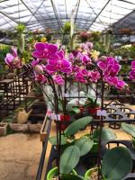 Marvellous Orchid (Pty) Ltd image 3