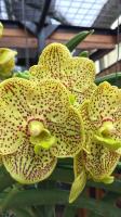 Marvellous Orchid (Pty) Ltd image 4