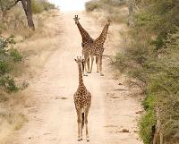 Kruger National Park Safaris by Kurt Safari image 2