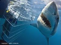 White Shark Diving Co image 1