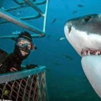 White Shark Diving Co image 2
