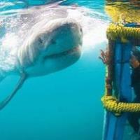 White Shark Diving Co image 4