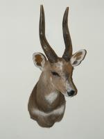 Trophy Service-Tannery-Taxidermy Studio image 1