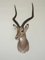 Trophy Service-Tannery-Taxidermy Studio image 7