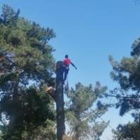 Tree Felling Capetown image 1