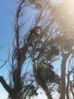 Tree Felling Capetown image 2