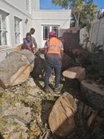 Tree Felling Capetown image 3