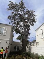 Tree Felling Capetown image 4