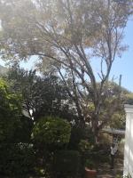 Tree Felling Capetown image 5