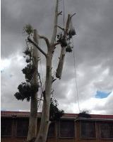 Tree Felling Capetown image 6