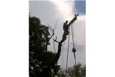 Woodpecker Treefellers Treefelling Roof repairs Firewood sales image 1