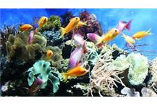 Modren Fish Aquarioum Pet Centre image 1