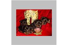Teacup yorkie PUPPIES for sale image 1