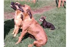 All-In-One Dog Sitting and Training Services image 2