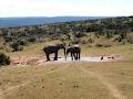 Addo Main Rest Camp image 5