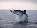 African Shark Eco-Charters image 2