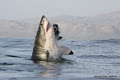 African Shark Eco-Charters image 4