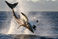 African Shark Eco-Charters image 5