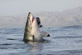 African Shark Eco-Charters image 6