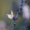 Budmarsh Country Lodge image 6