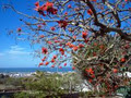 CORAL TREE GUEST HOUSE image 1