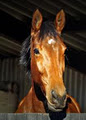 Cape Town Horse Sales image 2