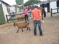 Cape Town Horse Sales image 1