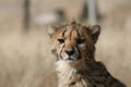 Cheetah Experience image 2