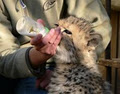 Cheetah Experience image 1