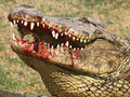 Croc City Crocodile & Reptile Park image 2