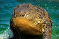 Croc City Crocodile & Reptile Park image 4