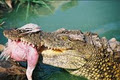 Croc City Crocodile & Reptile Park image 5