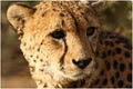 Daniell Cheetah Breeding Farm image 3