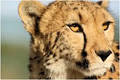 Daniell Cheetah Breeding Farm image 4