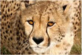 Daniell Cheetah Breeding Farm image 5
