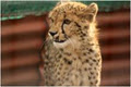 Daniell Cheetah Breeding Farm image 6