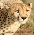 Daniell Cheetah Breeding Farm logo