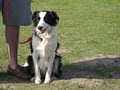 Dog Obedience Centre image 2