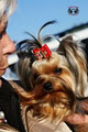 DogBowtique & Grooming Products & Quality Yorkshire Terrier puppies image 4