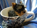 DogBowtique & Grooming Products & Quality Yorkshire Terrier puppies image 5