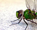 Dragonfly eco-services image 1