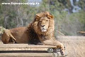 Drakenstein Lion Park image 3